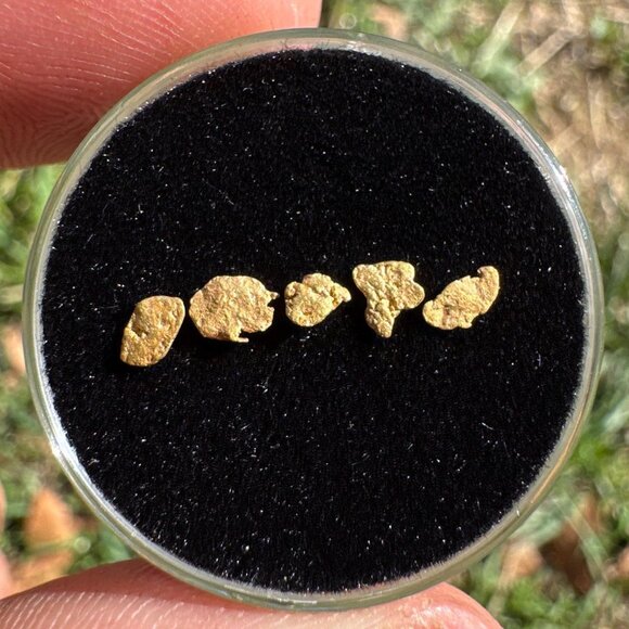 California Gold Nuggets in Display Case - 0.17 grams - Picture 1 of 6